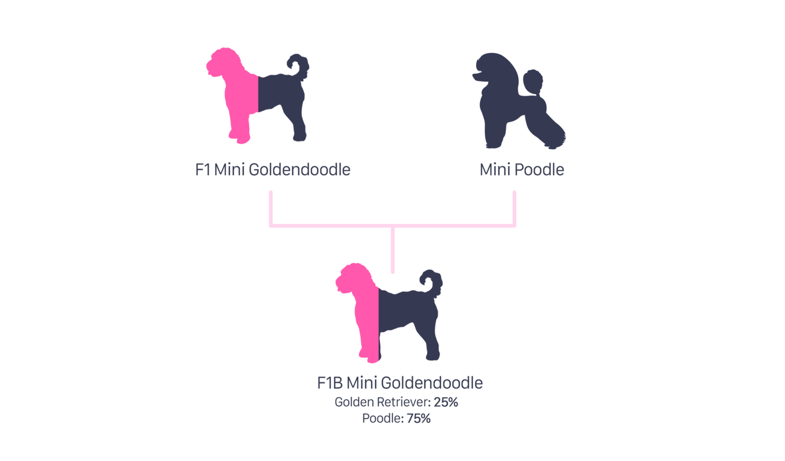 Mini Goldendoodle Generations (F1, F1B, F2, F2B, F2BB, F3): What Do ...